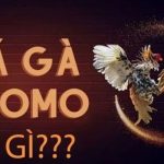 Tìm hiểu đá gà Thomo là gì?