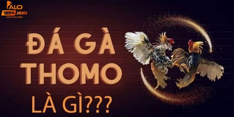 Tìm hiểu đá gà Thomo là gì?